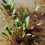 Žabník obyčajný (Alisma plantago-aquatica) - výška 10-20 cm, kont. P9